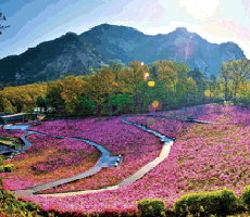 철쭉동산 이미지