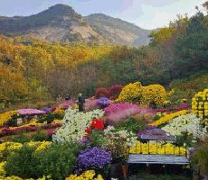 국화정원 이미지