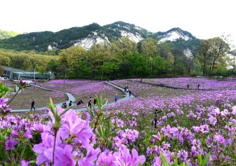 Bul-am-san Royal azalea Festival - photo2