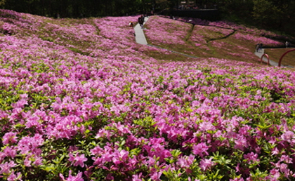 불암산 철쭉제 사진1