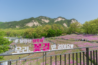 2026 불암산 철쭉제, 10만 주 철쭉 속에서 만난 봄