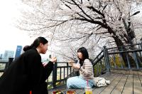 2026년 중랑천 창동교 황톳길, 벚꽃 만개